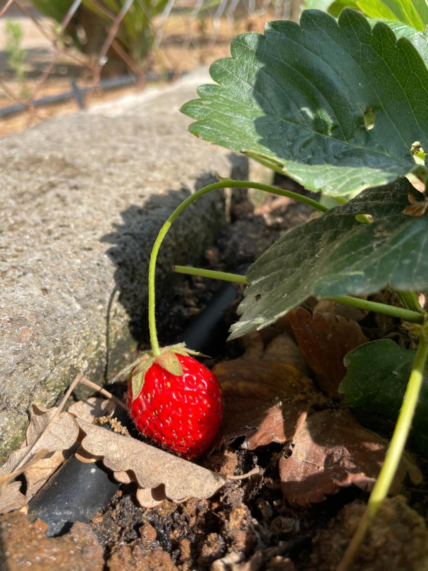 Agriturismo Podere Valdo غافورانا المظهر الخارجي الصورة
